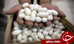 پیش بینی تولید بیش از 30 تن پیله تر ابریشم در گالیكش