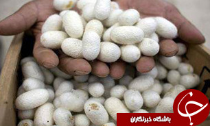 توزیع بیش از 12هزار جعبه تخم نوغان بین نوغان داران گیلان