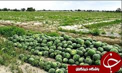 کشت دیم محصولات جالیزی در یکهزار و 50 هکتار از اراضی خراسان جنوبی