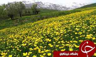خرید تضمینی دانه&zwnj;های روغنی کلزا