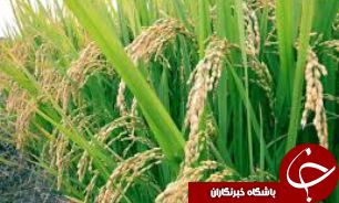 پایان مرحله نخست مبارزه بیولوژیک با کرم ساقه خوار برنج