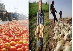 خرید تضمینی 2600 تن پیاز و گوجه از کشاورزان خوزستانی