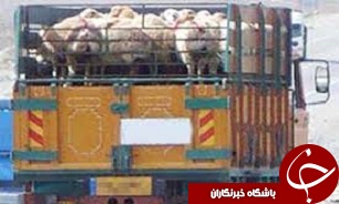کشف احشام قاچاق در بیدستان