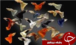 تکثیر بیش از 5 میلیون قطعه بچه ماهی زینتی در آبیک