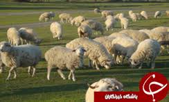 صادرات 500 رأس دام سبک از خوزستان به کشور کویت