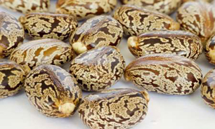 توصیه های دارویی ایران باستان در مورد روغن کرچک در نسخه پزشکان آمریکایی