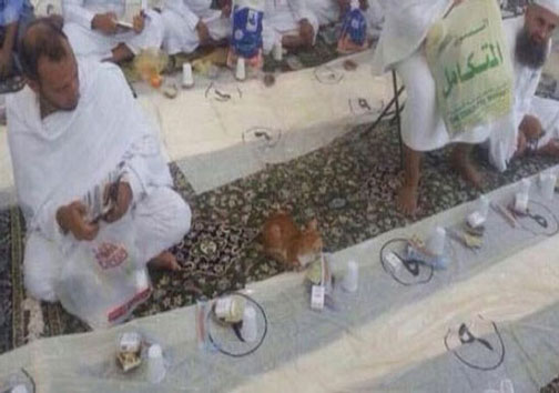 گربه&zwnj;ای که منتظر افطار است+ عكس