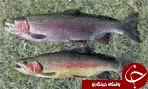تولید آبزیان در قزوین دو برابر می شود