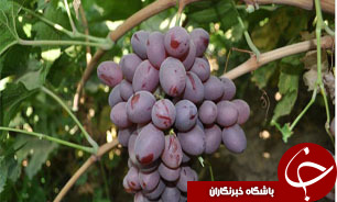 آغازبرداشت انگوریاقوتی در سیستان و بلوچستان