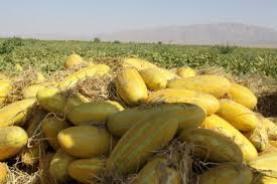 آغاز برداشت خربزه در شمال سیستان‌وبلوچستان