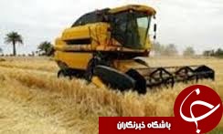 برداشت 156هزار تن جو از مزارع استان گلستان