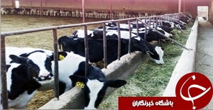 اماکن دامی در خوزستان نوسازی می‌شوند