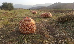 برداشت 100هزارتنی پیاز از زمین های استان کرمانشاه