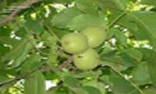 سرمای ناگهانی دسترنج یک ساله باغداران استان کرمانشاه را به باد داد.