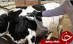 مایه کوبی 55 هزار راس دام سنگین علیه بیماری تب برفکی در خراسان شمالی
