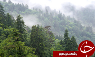 افزايش 25 درصدی کاشت صنوبر در استان اصفهان