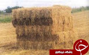 صادرات بقایای گیاهی اندیمشک