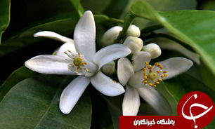 آغاز برداشت شکوفه های بهار نارنج در گیلان