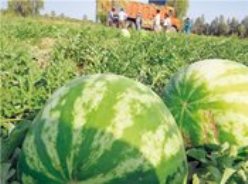 روند رو به افزایش اختصاص اراضی کشاورزی در شمال سیستان به کشت جالیزی