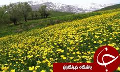 تولید بیش از 2 هزار تن کلزا در رامیان