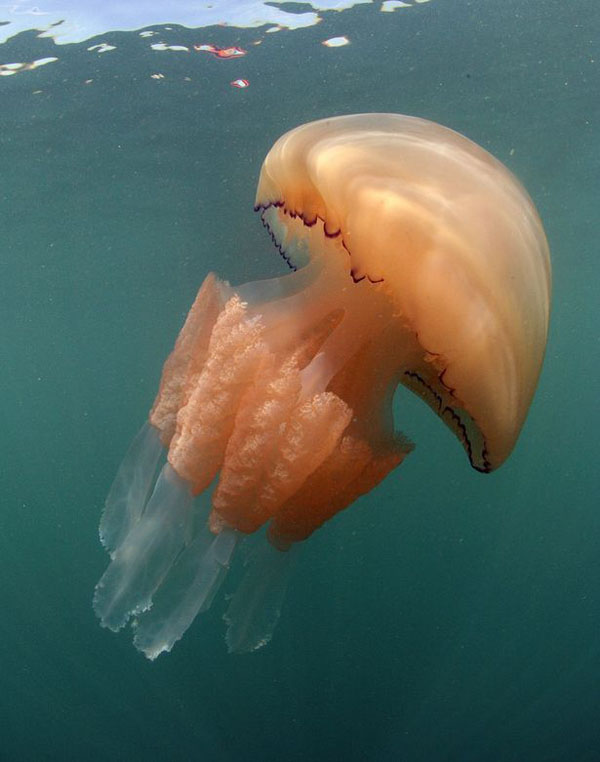 برخورد عروس دریایی غول&zwnj;پیکر با قایق تفریحی+تصاویر