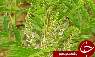 کشت شیرین بیان در زمین های بیابانی استان اصفهان