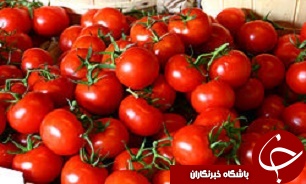 خريد 4500 تن گوجه فرنگي از کشاورزان جنوب کرمان