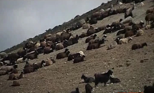 حیواناتی که برای آنها پول می دهیم وآنها نابود می کنند + فیلم