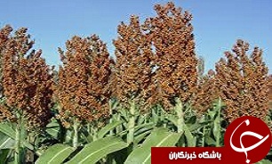 ​سورگوم، شتر گیاهان کم آب و جیره مناسب برای دام