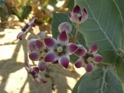 استبرق طبیعت ایرانشهر را چشم نواز کرده است