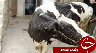 مبارزه با لمپی اسکین در خوزستان