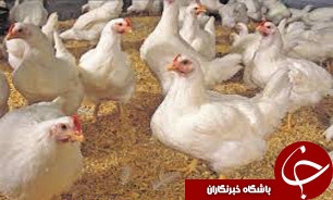 افزایش اشتغالزایی در بخش طیور خوزستان