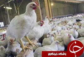 بهره برداری از 88 واحد مرغداری