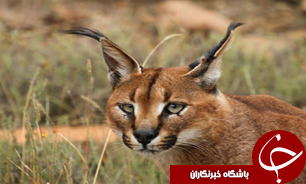 تلف شدن یک گونه گربه سان کمیاب در روستای شواز تفت تلف