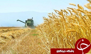 بیمه‌کنندگان تمایلی به بیمه محصولات کشاورزی ندارند
