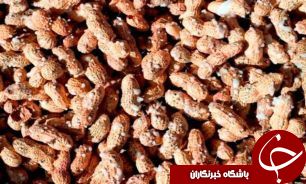پایان کشت دانه های روغنی بادام در گیلان