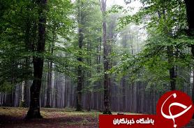 هم اندیشی برای حفاظت از جنگل هایی با قدمت چند هزار ساله