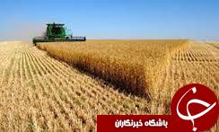 92هزار تن ظرفیت خرید تضمینی گندم درمراکز خرید گندم استان گلستان