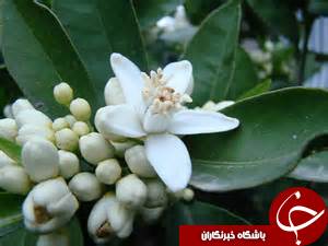 برداشت شکوفه‌های بهار نارنج در گیلان