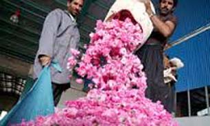 بهره برداری از کارخانه گلابگیری در بافت