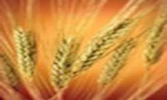 آغاز خرید تضمینی جو از کشاورزان خراسان شمالی