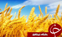 برداشت گندم و جو در شهرستان هامون
