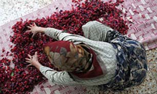گل گاوزبان در صدر کشت گیاهان دارویی مازندران