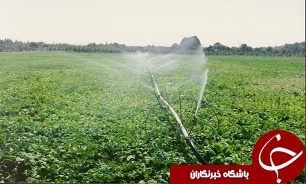 موفقیت طرح آبياری قطره‌ای در مزارع هندوانه کرمان