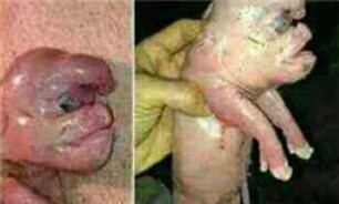آيا زن داعشي بچه خوك بدنيا آورد + عكس