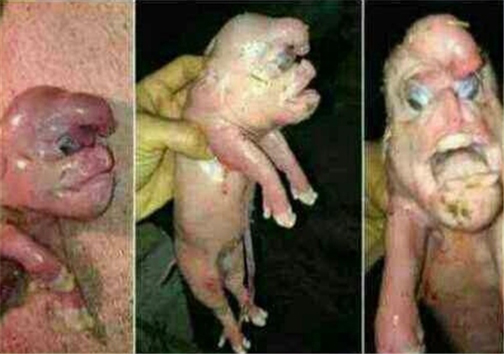 آيا زن داعشي بچه خوك بدنيا آورد +عكس