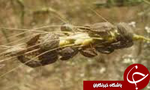 مبارزه با آفت سن غلات در استان اصفهان
