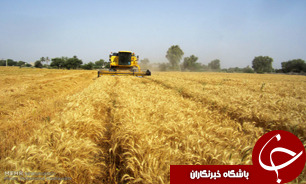 آغاز برداشت گندم در قم