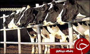 پرواربندی 150 هزار دام در کشور