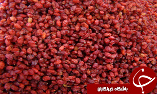 فرآوری و صادرات 750 تن زرشک از خراسان جنوبی